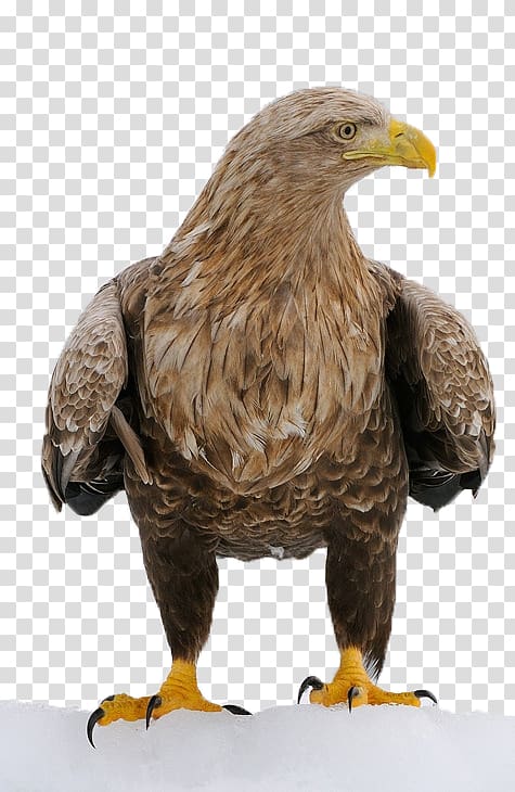 Bird Decorah Bald Eagles Character structure, eagle transparent background PNG clipart