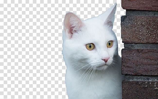 Congenital sensorineural deafness in cats Kitten Eye , Cute white kitten transparent background PNG clipart