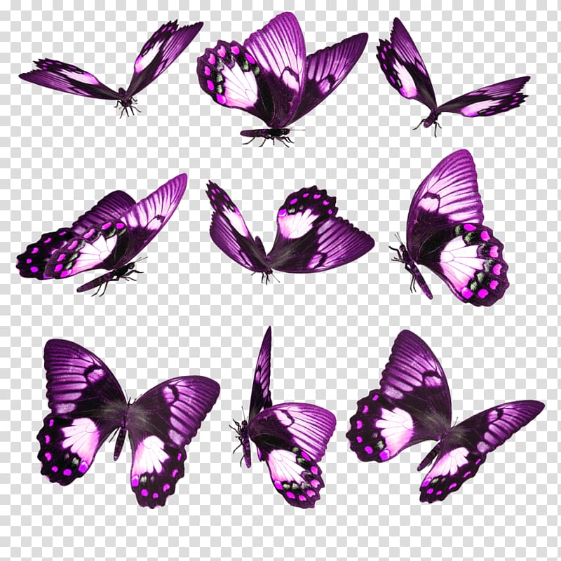 Butterfly Insect Desktop Google Play Android, pink butterfly transparent background PNG clipart