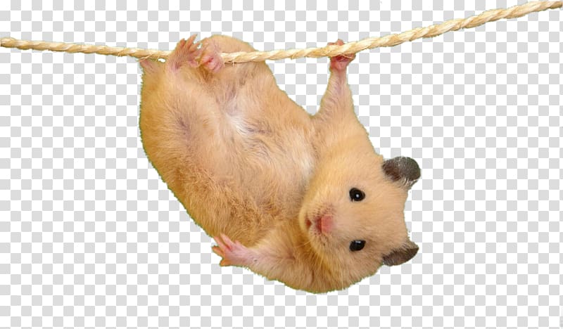 Hamster Mouse Desktop Cat Cuteness, hamster transparent background PNG clipart