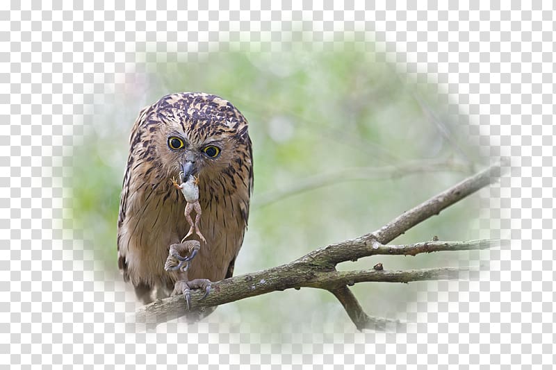 Eurasian eagle-owl Bird Desktop Desktop metaphor, owl transparent background PNG clipart