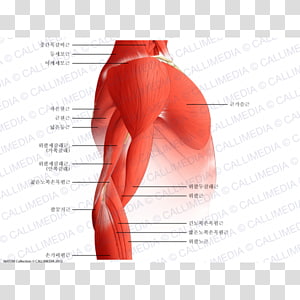 Hip Triceps brachii muscle Shoulder Arm, arm transparent background PNG clipart thumbnail