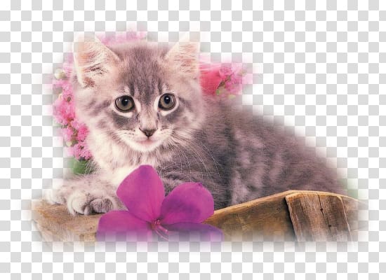Kitten Whiskers American Curl Domestic short-haired cat, kitten transparent background PNG clipart