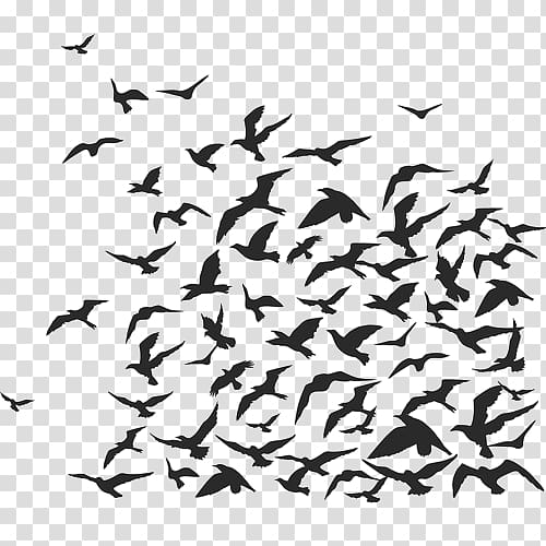 Bird Crows Flock, flock transparent background PNG clipart