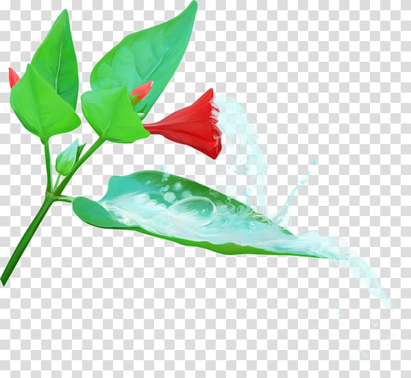 Flower Petal , A trumpet transparent background PNG clipart