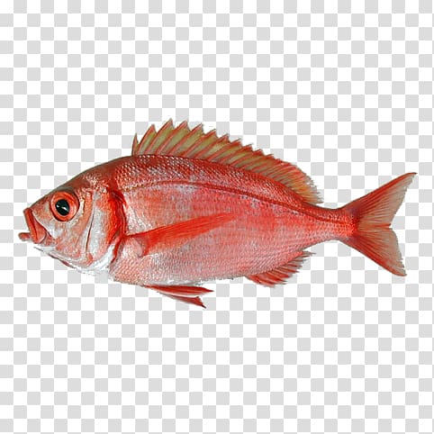 Common dentex Dentex macrophthalmus Red porgy Fish Dentex angolensis, fish transparent background PNG clipart