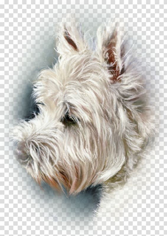 Glen West Highland White Terrier Cairn Terrier Scottish Terrier Soft-coated Wheaten Terrier, painting transparent background PNG clipart