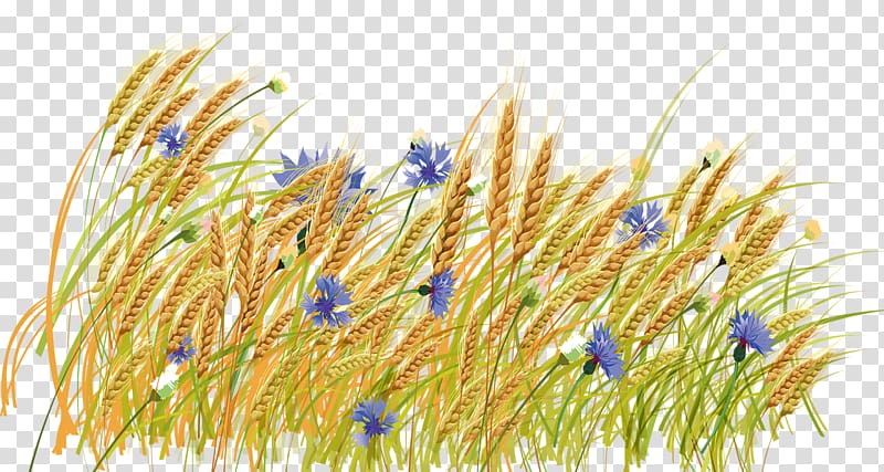 Haystack Wheat , Golden wheat field transparent background PNG clipart