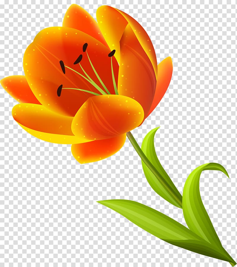 Cut flowers Alstroemeriaceae Tulip Plant, tulip transparent background PNG clipart