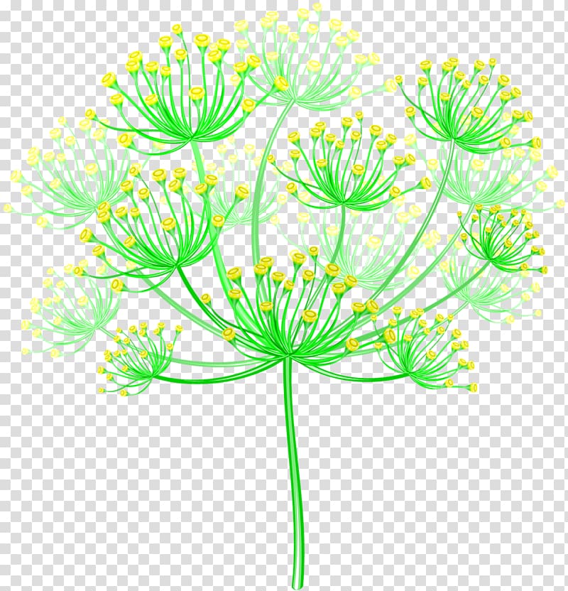 Inflorescence Flower Presentation Poster, dill transparent background PNG clipart