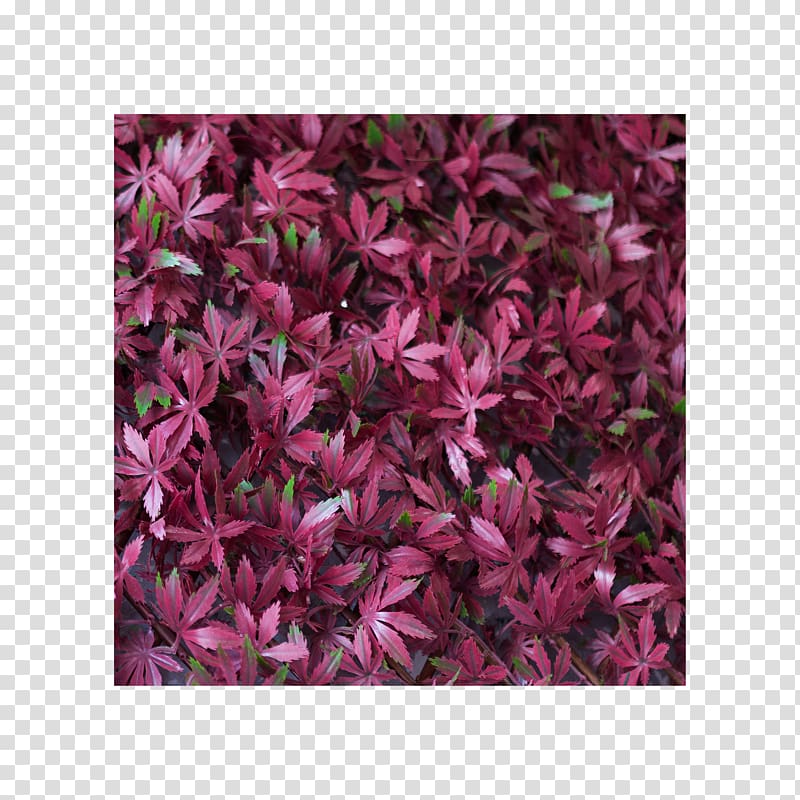 Petal Groundcover Pink M Shrub, trifolium transparent background PNG clipart