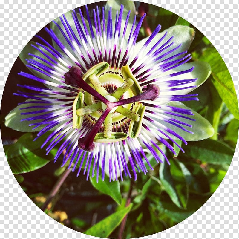 Purple passionflower Evolutionary Herbalism Medicine Health, compendium of materia medica transparent background PNG clipart