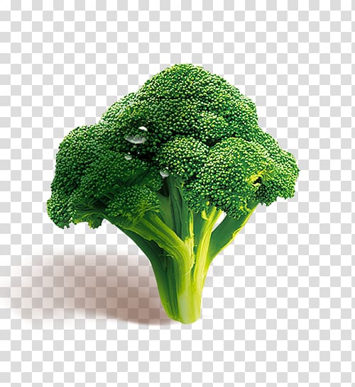 Broccoli Vegetable , HD broccoli transparent background PNG clipart