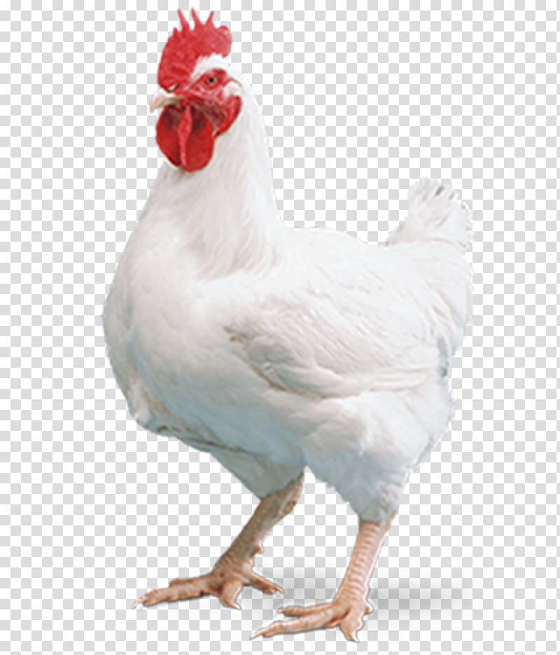 Cornish chicken Broiler Kuroiler Mandi Chicken tikka masala, Egg transparent background PNG clipart