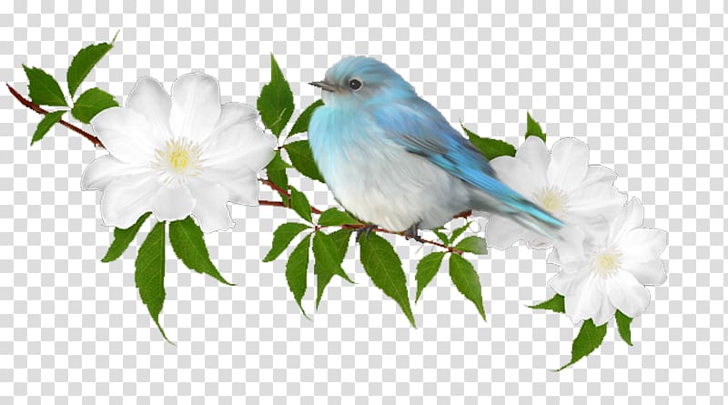 Bird Dhikr House Sparrow, Digital Scrapbooking transparent background PNG clipart