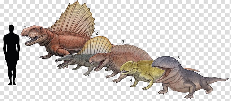 Ctenospondylus Dimetrodon Tyrannosaurus Ophiacodon Secodontosaurus, dinosaur transparent background PNG clipart