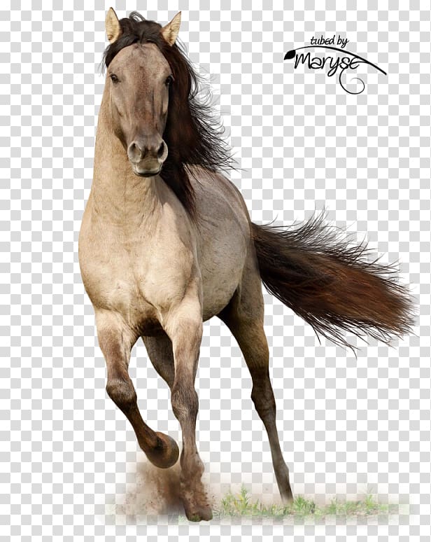 Arabian horse Stallion Friesian horse Clydesdale horse Andalusian horse, mr transparent background PNG clipart