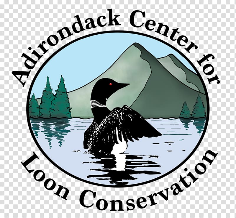 Adirondack camps Adirondack Center for Loon Conservation Loons Water bird, adirondack mountains transparent background PNG clipart