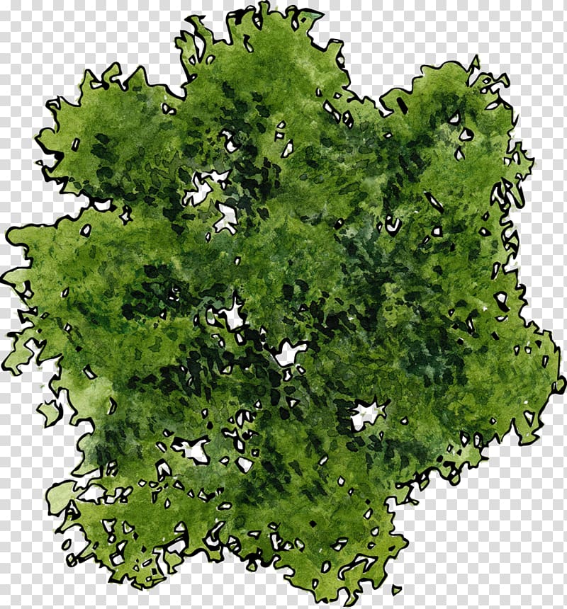 a top view of a green tree transparent background PNG clipart