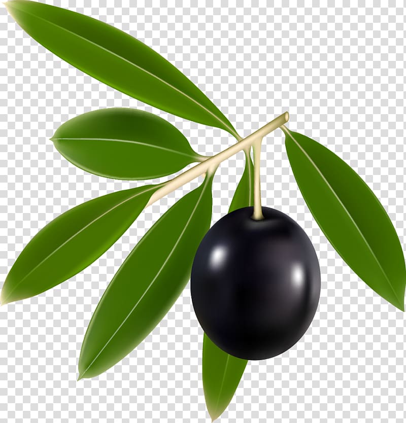 Olive branch Euclidean , Olives transparent background PNG clipart