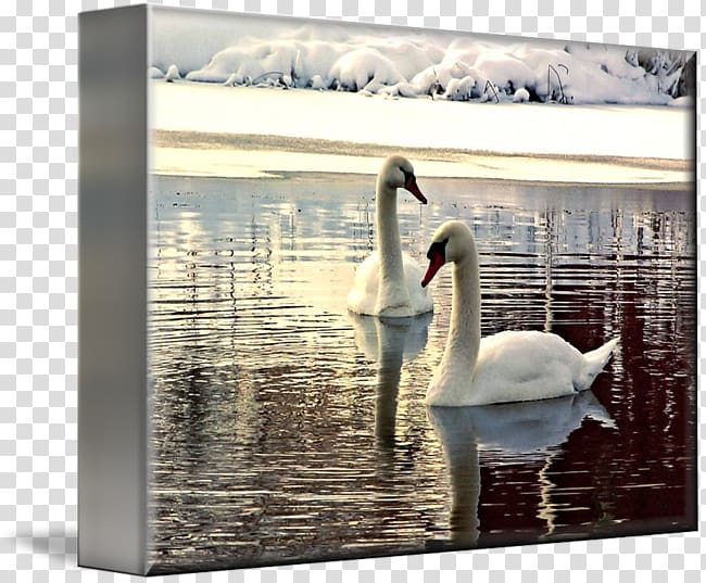 Cygnini Frames Gallery wrap Canvas Art, watercolor swan transparent background PNG clipart