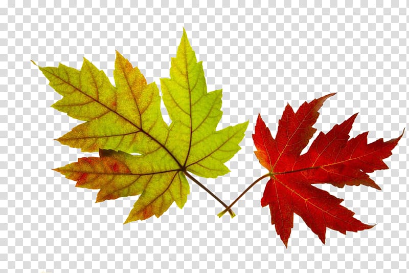 Maple leaf , Color maple leaf transparent background PNG clipart