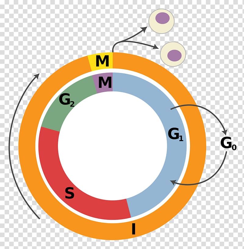 Cell cycle Cell division Interphase Mitosis, others transparent background PNG clipart