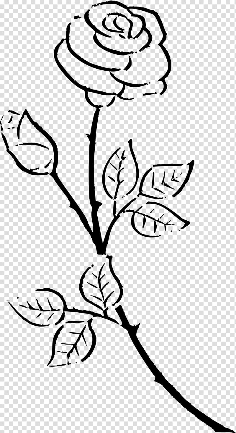Rose Outline Transparent Background Png Clipart Hiclipart