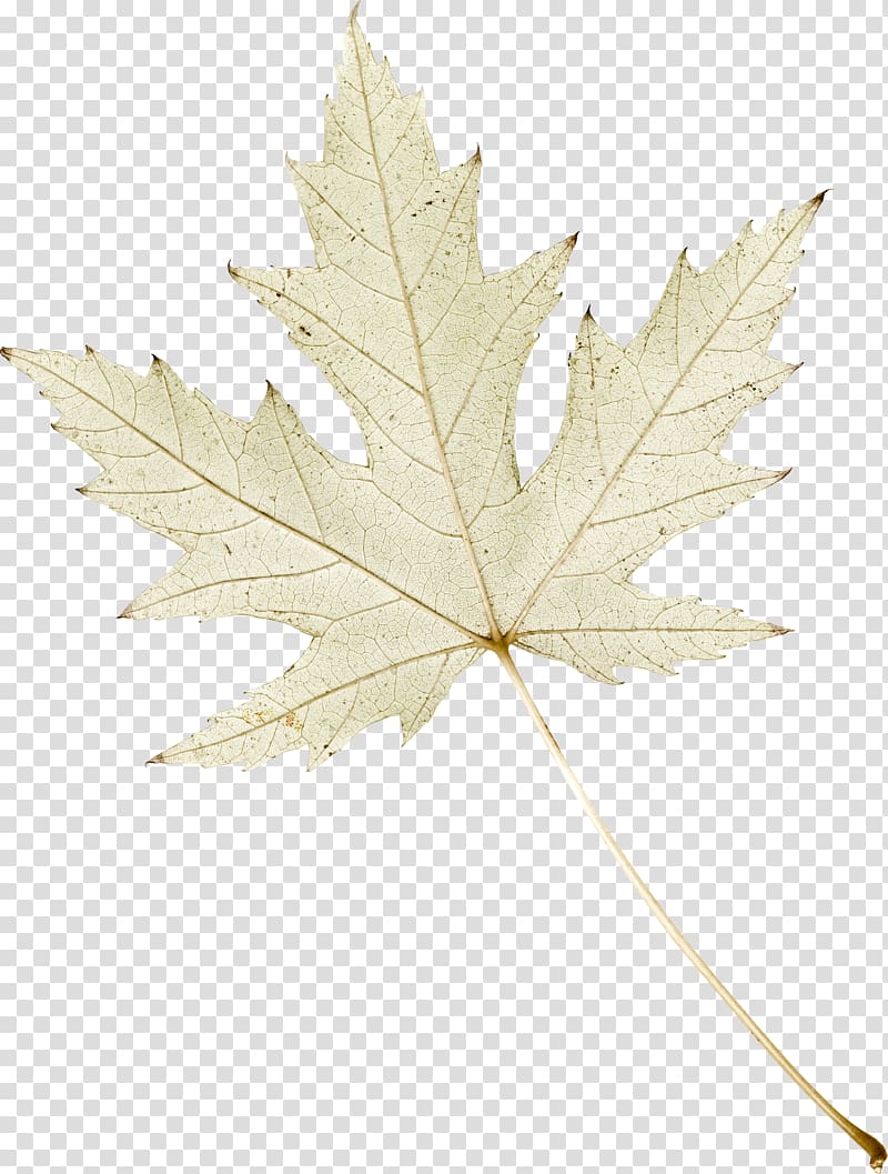 Maple leaf , Leaf transparent background PNG clipart