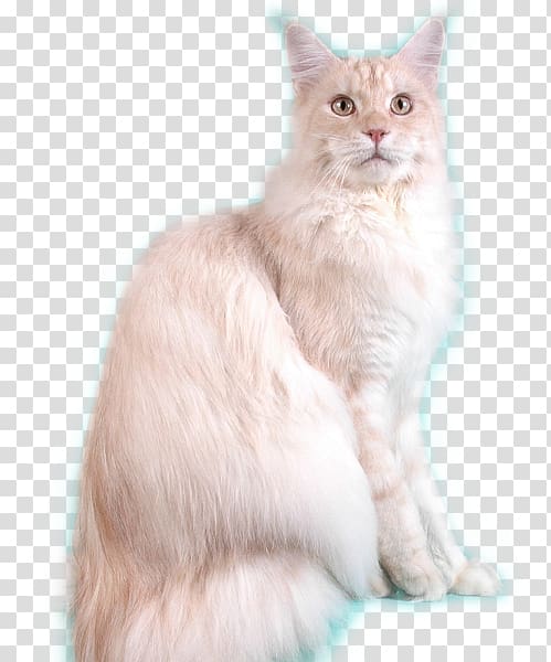 Balinese cat Asian Semi-longhair Maine Coon Javanese cat Ragdoll, Maine Coon transparent background PNG clipart