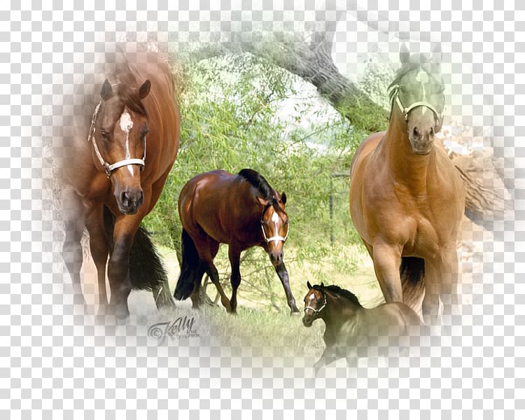 Mustang American Quarter Horse Stallion Desktop , mustang transparent background PNG clipart