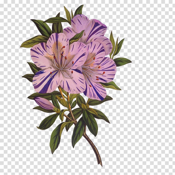Flower Drawing Azalea , flower transparent background PNG clipart
