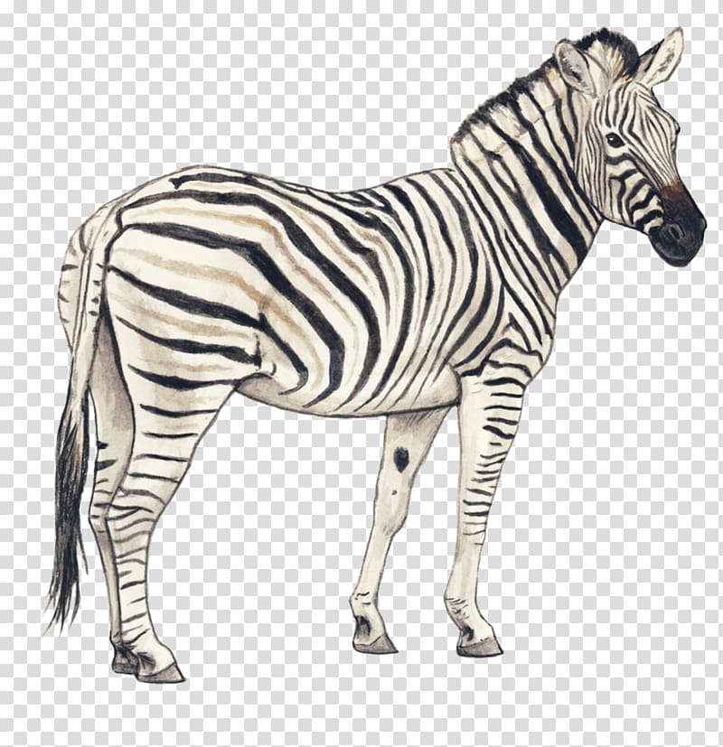 Quagga Zebra Pencil Drawing Horse, Zebra transparent background PNG clipart