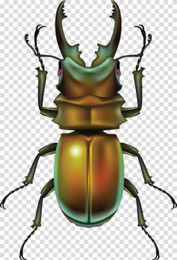 Beetle , Brown Beetle transparent background PNG clipart