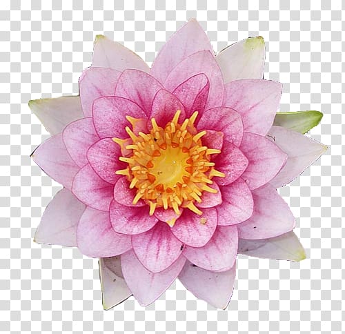 Nakshatra Flower Glog Anuradha Astrology, flower transparent background PNG clipart
