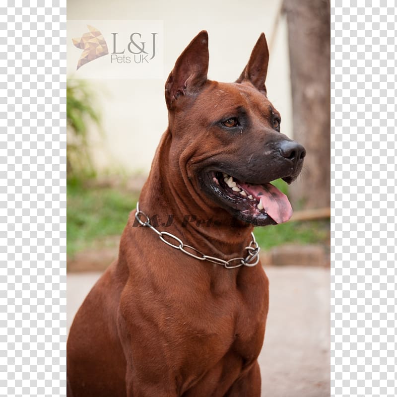 Thai ridgeback Tosa Dog breed Rhodesian Ridgeback Dog collar, choke transparent background PNG clipart