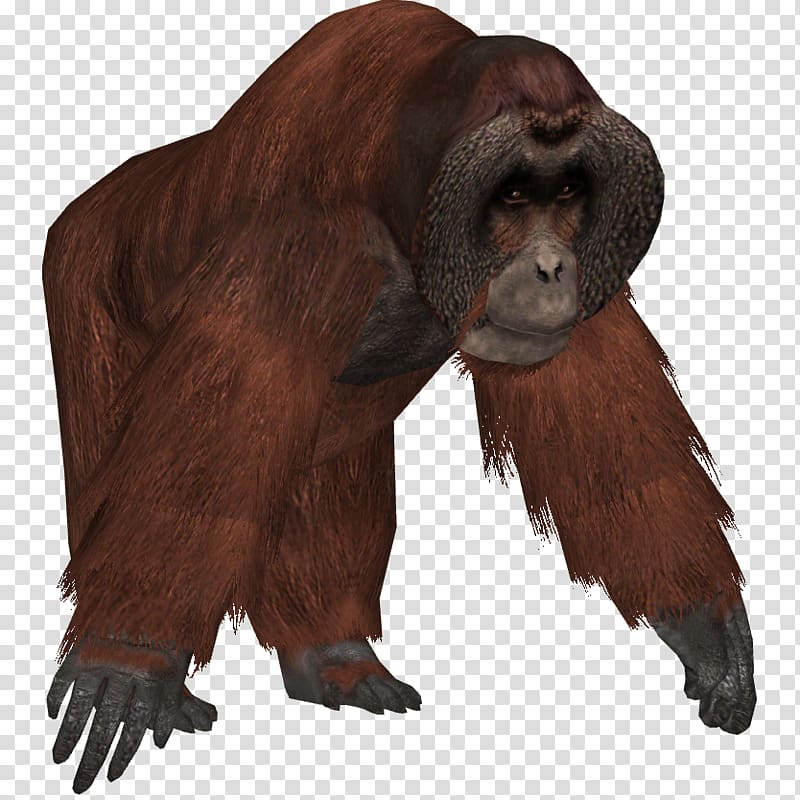 Zoo Tycoon 2 Common chimpanzee Western gorilla Bornean orangutan, Orangutan transparent background PNG clipart