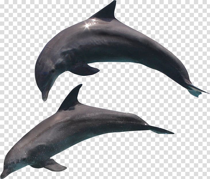 Common dolphin, dolphin transparent background PNG clipart