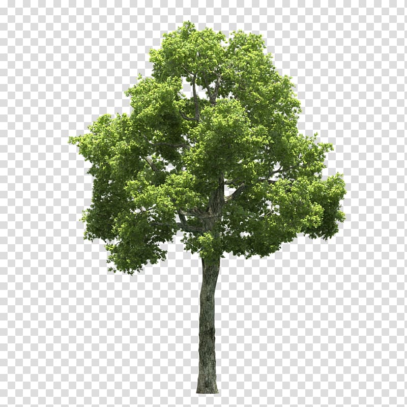 Tree Shrub, tree transparent background PNG clipart