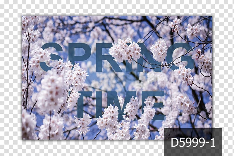 Spring MercuryFlooring ST.AU.150 MIN.V.UNC.NR AD Printemps Cherry blossom, augustus transparent background PNG clipart