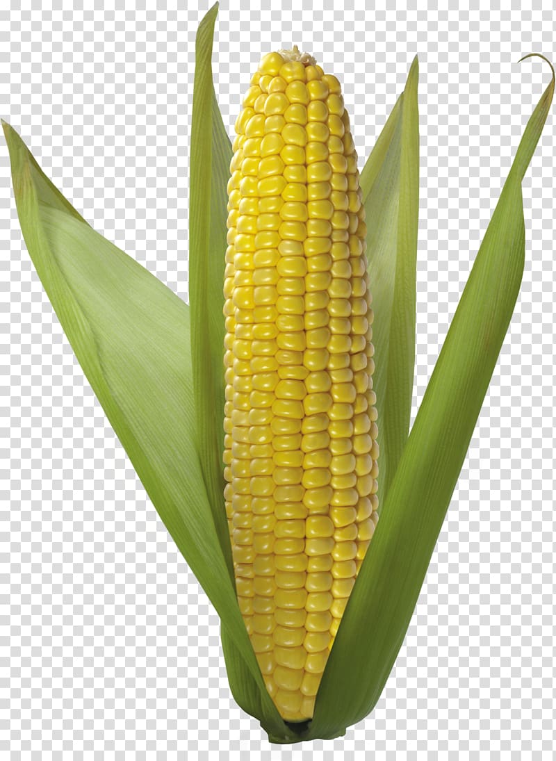 Flint corn Sweet corn, Corn transparent background PNG clipart