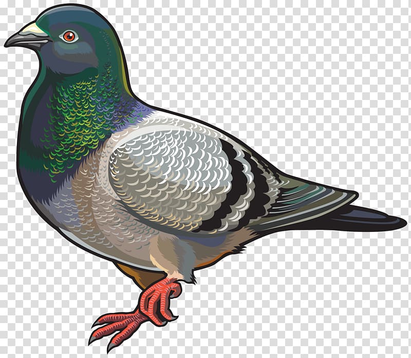English Carrier pigeon Columbidae Bird , pigeon transparent background PNG clipart