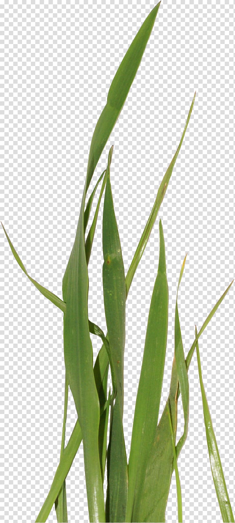 , Green wheat seedling transparent background PNG clipart