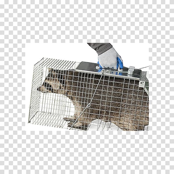 Cage Trapping Raccoon Rat trap Fish trap, raccoon transparent background PNG clipart