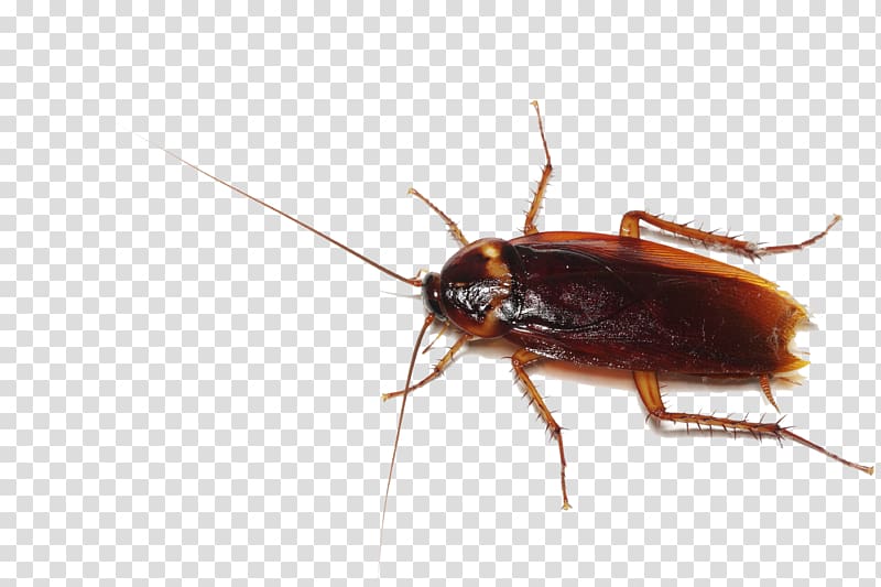 American cockroach illustration, German cockroach Insect Pest control, Cockroach transparent background PNG clipart