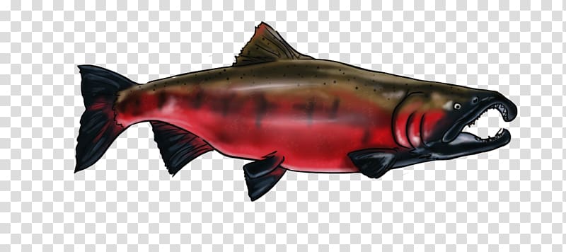 Coho salmon 09777 Squaliform sharks Animal, Pacific Whitesided Dolphin transparent background PNG clipart