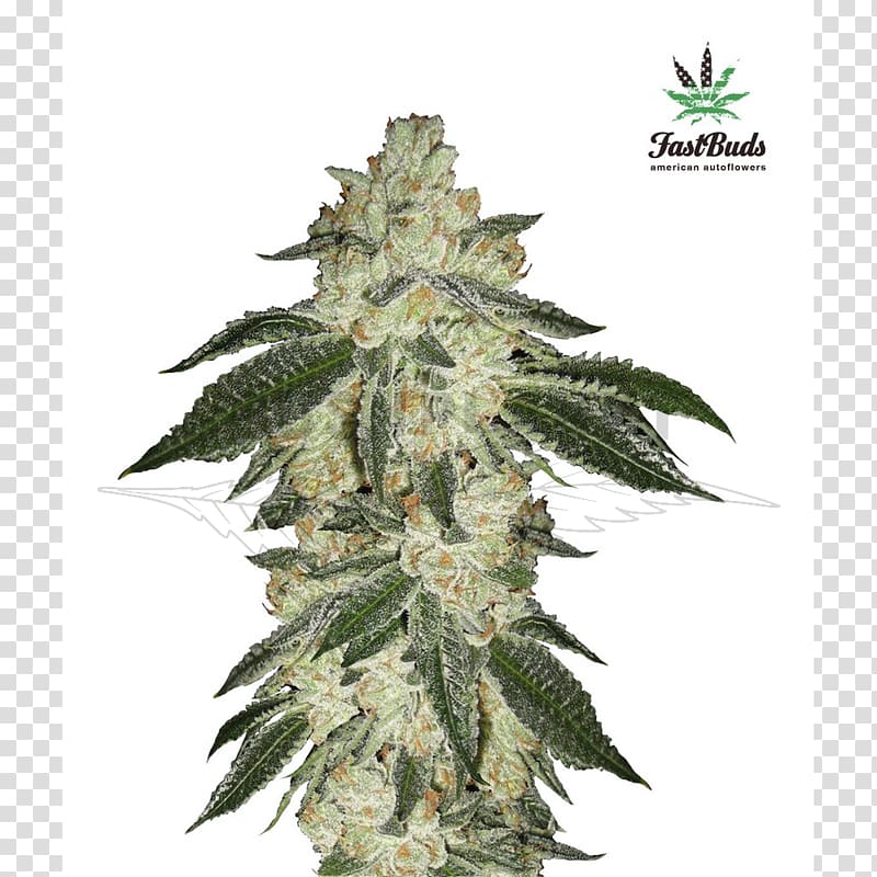 Autoflowering cannabis Cannabis ruderalis Marijuana Seed Cannabis sativa, cannabis transparent background PNG clipart