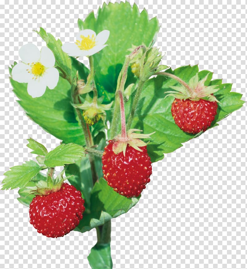 Musk strawberry Wild strawberry Flavor, strawberry transparent background PNG clipart