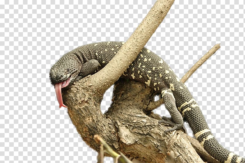 Lizard Reptile Snake Gila monster Heloderma horridum charlesbogerti, lizard transparent background PNG clipart