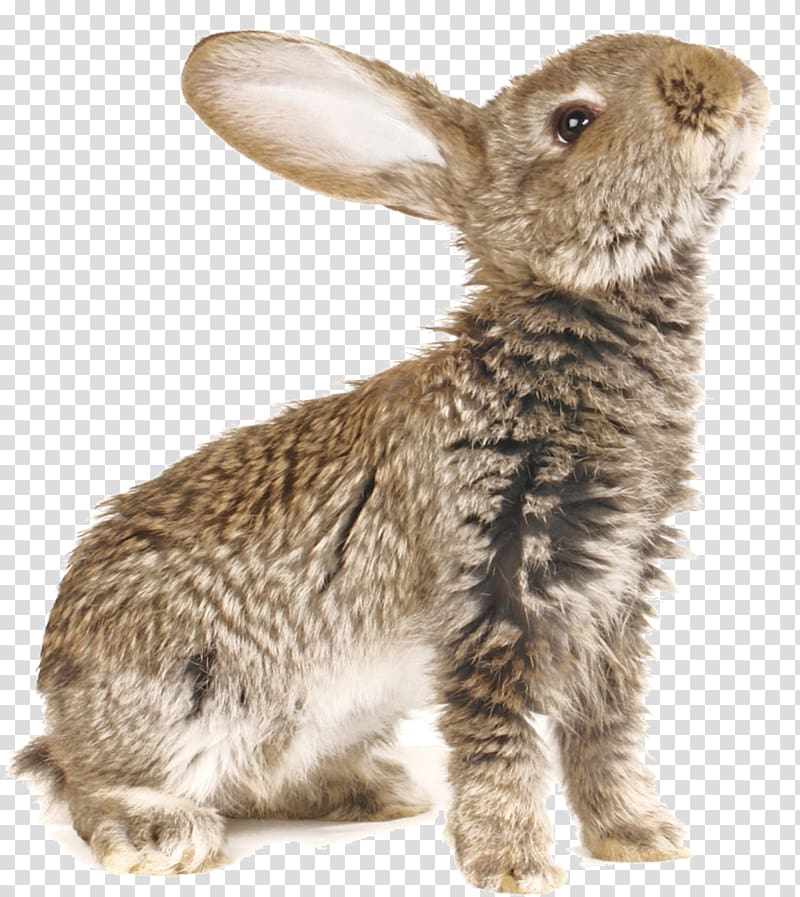 the rise of the rabbit transparent background PNG clipart